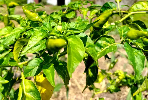 Stock image Chili tree in the garden bears fresh and ripe fruit against the background of a bright blue sky during the day.