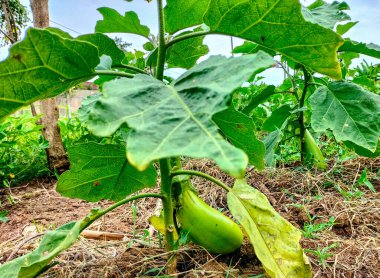 Yeşil, uzun patlıcan. Patlıcan sebzesi. Bahçede yetişen yeşil patlıcan. Seçici odak.