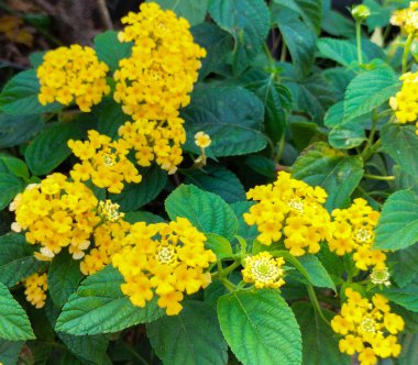 Beautiful view of West Indian Lantana, Colorful Flowers Lantana camara, or big-sage, a species of colorful flowers. Yellow flowers and green leaves. Floral natural background. clipart