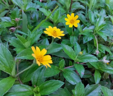 Selective focus. Sphagneticola trilobata or Bay biscayne or Singapore daisy or Creeping-oxeye green plant with yellow flowers soft focus. Green natural background.