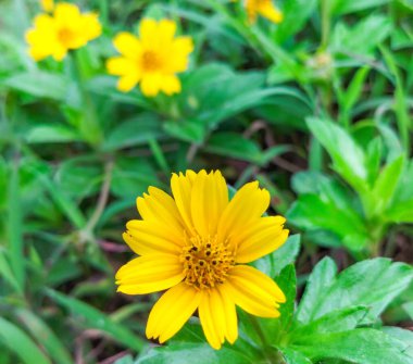 Selective focus. Sphagneticola trilobata or Bay biscayne or Singapore daisy or Creeping-oxeye green plant with yellow flowers soft focus. Green natural background.