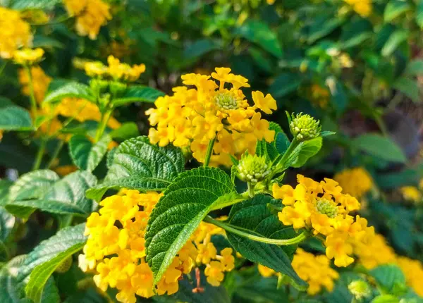 Batı Hint Lantana 'sının güzel manzarası, renkli Lantana Camara çiçekleri, ya da renkli bir çiçek türü olan büyük bilge. Sarı çiçekler ve yeşil yapraklar. Çiçek doğal arka plan.