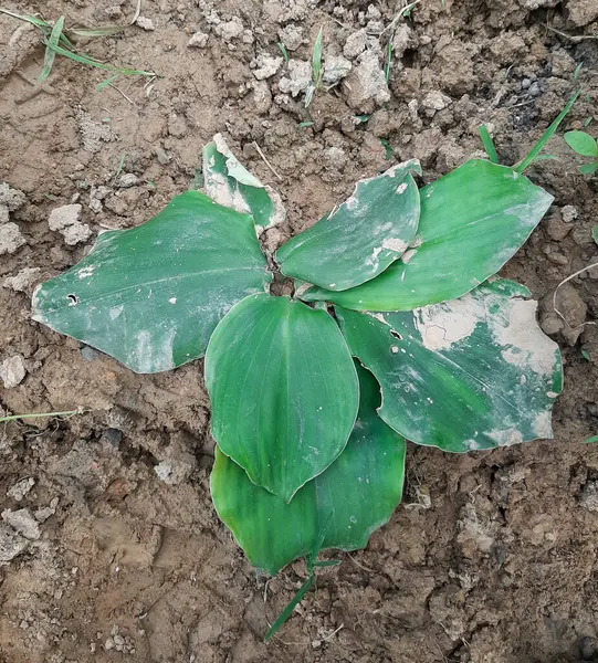 Stock image Selective focus. Aromatic ginger plant in Indonesia called this plant with name 