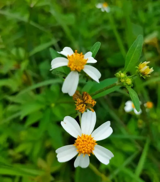 stock image Selective focus. The blooming bidens alba flower or spanish needle flower is suitable for background or wallpaper.