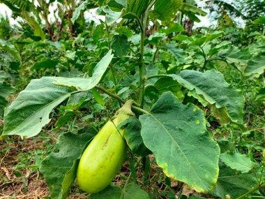 Kapatın. Bahçede taze yeşil patlıcan. 