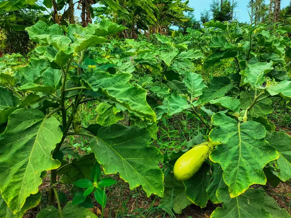 stock image Close up. Fresh Long green eggplant in the garden. 