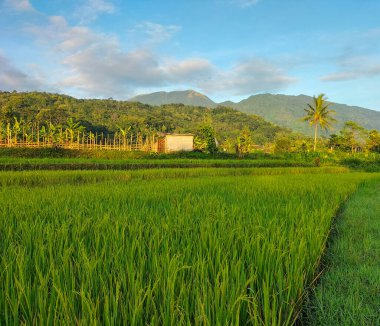 Pirinç tarlası. Sarı pirinç tohumu olgunlaşmış ve yeşil yapraklar doğanın arka planında. Güzel altın pirinç tarlası ve pirinç kulağı. Seçici odak.