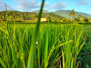 Pirinç tarlası. Sarı pirinç tohumu olgunlaşmış ve yeşil yapraklar doğanın arka planında. Güzel altın pirinç tarlası ve pirinç kulağı. Seçici odak.