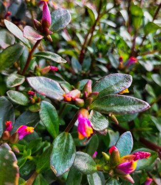 Seçici odaklanma. Kaya bahçesindeki bitkiler. Bahçedeki güzel pembe rhododendron çiçekleri. Pembe açelya çiçeği açtı..