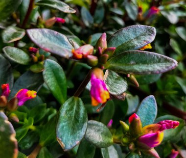 Seçici odaklanma. Kaya bahçesindeki bitkiler. Bahçedeki güzel pembe rhododendron çiçekleri. Pembe açelya çiçeği açtı..