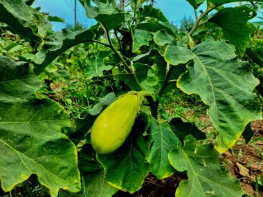 Bitkide asılı taze, uzun yeşil brinjal. Uzun sebzeler.
