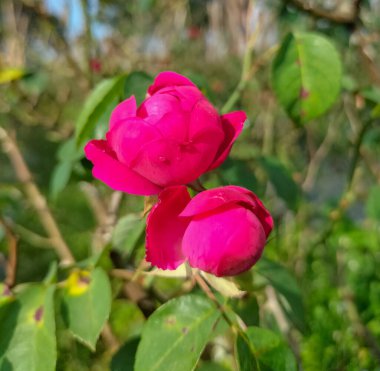 Pembe gül çiçeği çalıların üzerinde. Seçici odak.