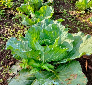 Seçici odaklanma. Çiftlik tarlasından taze lahana. Yeşil lahana bitkilerinin manzarası. Zehirli olmayan lahana. Zehirli olmayan sebzeler. Organik tarım. Yeşil Serseri.