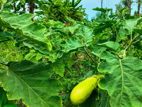 stock image Fresh long green brinjal hanging on the plant. Long vegetables.