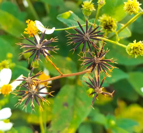 stock image Selective focus. The blooming bidens alba flower or spanish needle flower is suitable for background or wallpaper.