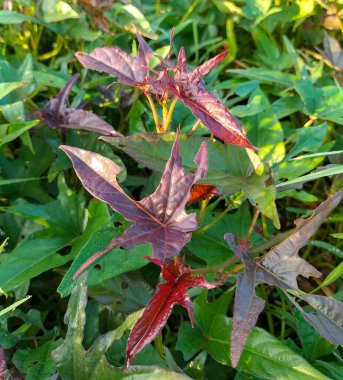 Yeşil patates yaprakları ya da Ipomoea yarasaları, üst manzara. Seçici odak.