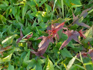 Yeşil patates yaprakları ya da Ipomoea yarasaları, üst manzara. Seçici odak.