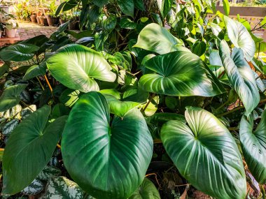 - Yakın çekim. Homalomena, bahçedeki doğal arka planda genellikle süs bitkisi olarak kullanılan bir bitkidir..