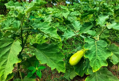 Yeşil, uzun patlıcan. Patlıcan sebzesi. Bahçede yetişen yeşil patlıcan. Seçici odak.