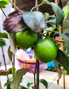 Yakın plan. Yeşil jube meyvesi, yeşil doğal arka planlı jujube ağacında yetişir. Kendal Regency, Endonezya 'da meyve suyu veya elantha palam çalısı..