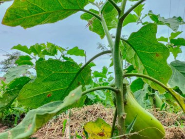 Kapatın. Bahçede taze yeşil patlıcan. 