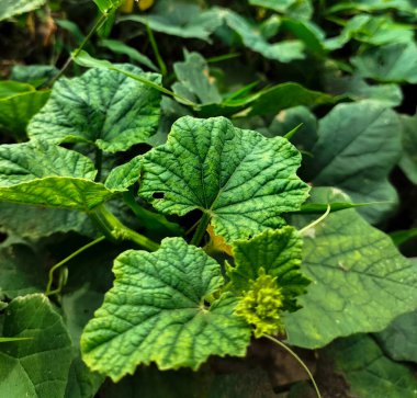 Limon Salatalığı (salatalık Sativus) bitkisinin adı Timun Suri veya Timun Mas veya Blewah In The Garden 'dır. Bu, oruç ayı veya Ramazan ayındaki ana ticari ve en sevilen yemeklerden biridir..