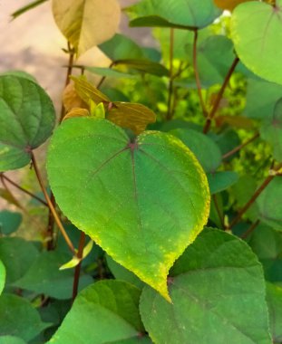 Hibiscus tiliaceus yapraklarının yakından görünüşü, Hibiscus tiliaceus güneşli sabahı terk eder. Kalp şeklinde yaprak.