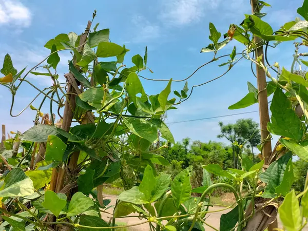 stock image Photo of harvest long beans organic vegetable garden. Farmer hand picking up ripe long beans at agricultural field. Blue sky background.