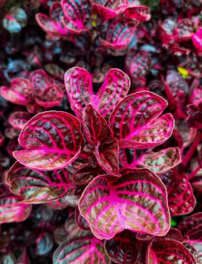 Seçici odaklanma. Iresine herbstii, Amaranthaceae familyasından bir bitki türü. Bazıları bu bitkiye tavuk taşlığı der..