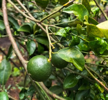 Selective focus. Green Lemons tree in the garden with daylight. Sky background.