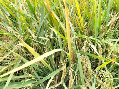 Çiftlikte olgun pirinç tarlaları ve gökyüzü manzarası. Seçici odak. 