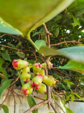 Su guava meyvesi manzarası. Ağaçta asılı duran olgunlaşmamış gül elmaları. Seçici odak.