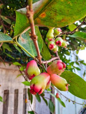 Su guava meyvesi manzarası. Ağaçta asılı duran olgunlaşmamış gül elmaları. Seçici odak.