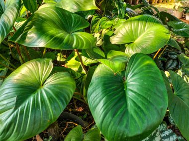 Seçici odaklanma. Büyük yapraklı bir grup yeşil bitki. Yapraklar. Tropik bir manzara. Doğa. Fil kulaklı yapraklar. Colocasia 'da. Alocasia.