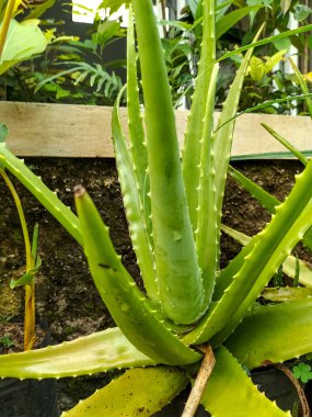 Bir çiçekçide saksıda aloe bitkileri görmek. Bu yapraklarında birçok faydası olan bir aloe vera bitkisidir. Yakın plan..