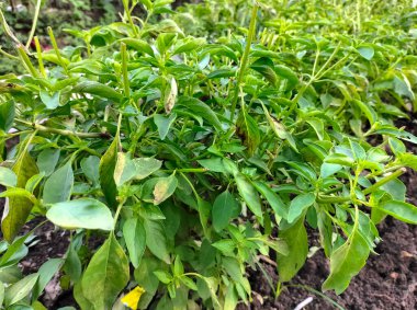 Seçici odaklanma. Organik bahçe topraklarında yetişen yeşil ve sağlıklı Genovese fesleğeni (Ocimum Basilicum) tohum bitkisi.
