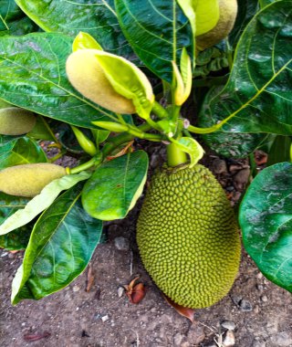 Ağaçlarda sallanan meyveler tropik meyve bahçesinde. Jackfruit Tree ve genç Jackfruit. Seçici odak.