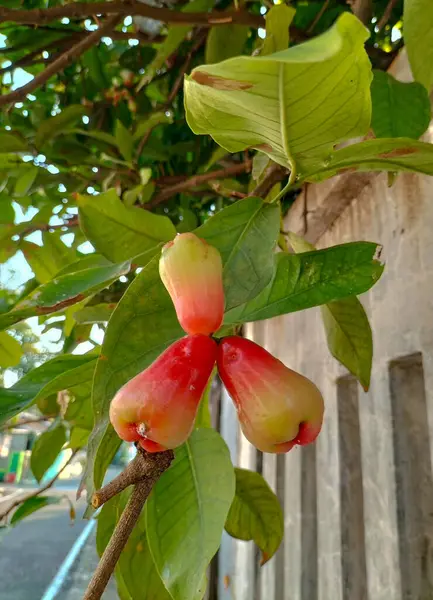 Dallarına bağlı taze kırmızı su guava. Taze kırmızı su guava. Yakın plan..