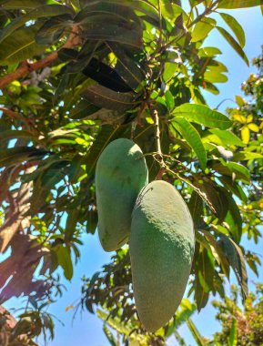 Mavi gökyüzü ve güneş ışığı olan bir grup mango. Bahçe çiftliğindeki mango ağacında asılı taze yeşil mangolar. Seçici odak.