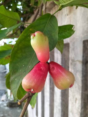 Dallarına bağlı taze kırmızı su guava. Taze kırmızı su guava. Yakın plan..