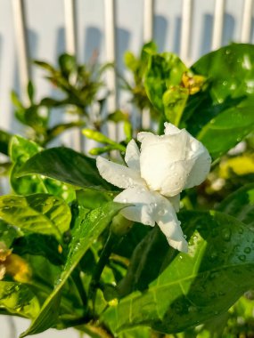 Photo of white jasmine flowers that bloom. Jasmineae. Winter Jasmine. Jasminum polyanthum flowers. Close-up. clipart