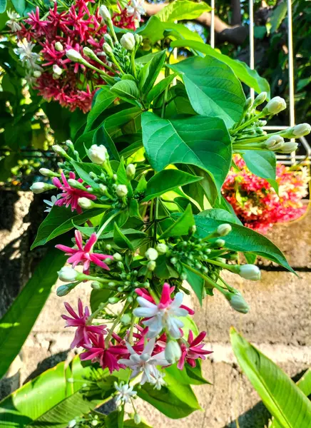 stock image Small flowers of red and white roses create a beautiful and meaningful display. Rangoon creeper in Indonesia. Selective focus.