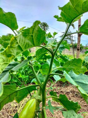 Yeşil, uzun patlıcan. Patlıcan sebzesi. Bahçede yetişen yeşil patlıcan. Seçici odak.
