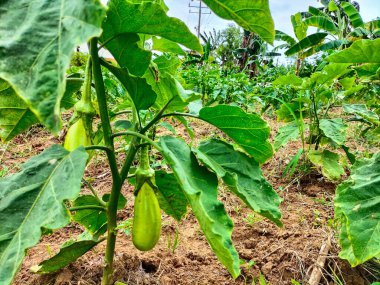 Yeşil, uzun patlıcan. Patlıcan sebzesi. Bahçede yetişen yeşil patlıcan. Seçici odak.