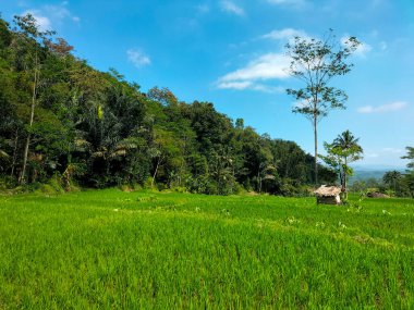 Orta Cava 'da pirinç tarlası. Seçici odak.