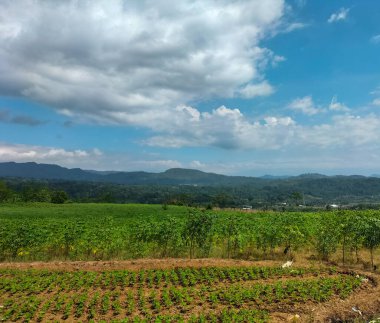 Sıralar dolusu taze soya fasulyesi. Soya bitkisinin ilk filizleri bir tarım alanında güneşe doğru uzanıyor. Aktif büyüme döneminde genç soya fasulyesi ekinleri. Yakın plan..