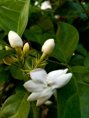 Arap yasemin beyaz çiçekleri, Arap yasemin güzel çiçekleri, Arap yasemin çiçekleri, güzel beyaz koku, Endonezya.