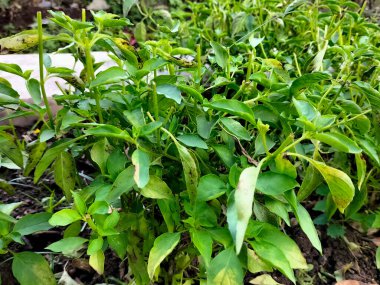 Seçici odaklanma. Organik bahçe topraklarında yetişen yeşil ve sağlıklı Genovese fesleğeni (Ocimum Basilicum) tohum bitkisi.