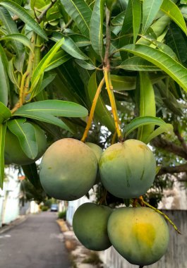 Seçici odaklanma. Bahçedeki ağaçta mango. Tatlı meyveler.