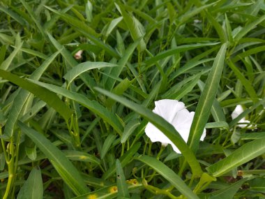 Closeup view of Ipomoea alba or white water spinach flower. White morning glory or moonflower or moon vine use for agriculture and food items.  clipart